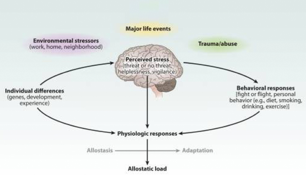 According to the article college. Аллостаз в стрессе. Allostasis load. Chronic stress and Brain. Allostasis это.